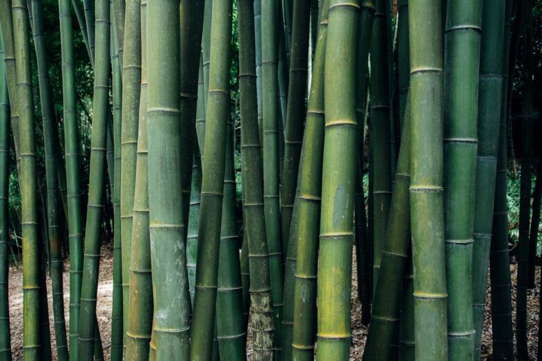 Bamboo’s versatility has helped make it a popular choice in menswear.