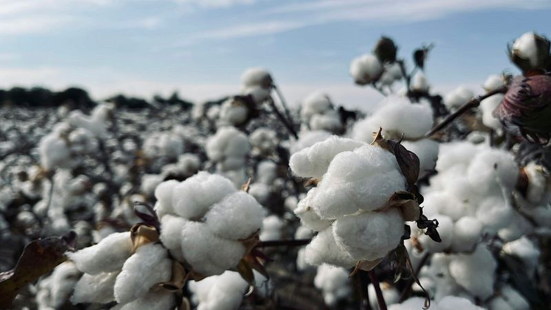 5 questions sur le coton biologique expliquées